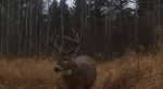 Chaparral Hunting Adventures Deer hunting